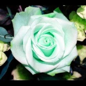 Meet your Posher, Karebear